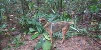 O pastor belga Wilson, do Exército da Colômbia, um dos dez cães que participaram do resgate das crianças, se perdeu na selva colombiana  Foto: Exército da Colômbia/via Twitter/Reprodução / Estadão