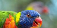 Papagaios na Austrália estão sendo afetados por uma misteriosa doença paralisante  Foto: David Clode/Unsplash
