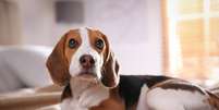 Os beagles são cachorros conhecidos por sua personalidade animada e sociável  Foto: New Africa | Shutterstock / Portal EdiCase