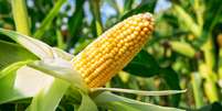 Use o grão de milho para atrair prosperidade -  Foto: Shutterstock / João Bidu