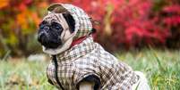 Animais de estimação também precisam de roupas para se aquecer  Foto: PTK | Shutterstock / Portal EdiCase