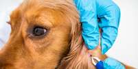 Imagem representativa de um veterinário retirando carrapato de um cachorro  Foto: iStock