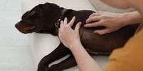 Cães também podem ser infectados com a febre maculosa -  Foto: Shutterstock / Alto Astral