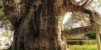 Imagem mostra uma árvore baobá. Ao lado, há uma cerca escrito: Baobá do poeta.  Foto: Reprodução / Alma Preta