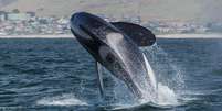 Uma orca pode pesar até nove toneladas. Portanto, ao bater no barco, dependendo do tamanho da embarcação, pode causar sérios danos.  Foto: Mike Baird - Wikimédia Commons / Flipar