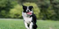 O border collie tem pelagem densa e sedosa  Foto: Aneta Jungerova | Shutterstock / Portal EdiCase