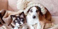 Saiba como cuidar corretamente dos pets no inverno -  Foto: Shutterstock / Alto Astral