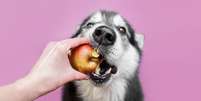 Saiba como servir a maçã ao cachorro corretamente -  Foto: Shutterstock / Alto Astral