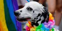 Cachorro na parada gay de Dublin (Irlanda)  Foto: Reuters / BBC News Brasil