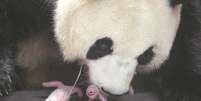 Panda-gigante dá à luz a gêmeos na Coreia do Sul  Foto: Reprodução/China Daily Global
