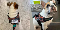 Família consegue liminar na Justiça para viajar com cachorro de suporte emocional em voo  Foto: Reprodução/Redes Sociais 