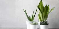 Decore sua casa com essas plantas -  Foto: Shutterstock / João Bidu