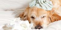 Veja os cuidados para tratar a gripe em cães e gatos -  Foto: Shutterstock / Alto Astral