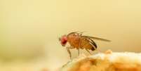 Normalmente, a reprodução da mosca Drosophila melanogaster é sexuada  Foto: Getty Images / BBC News Brasil