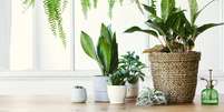Veja quais plantas não podem faltar em casa -  Foto: Shutterstock / Alto Astral