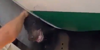Urso se solta de jaula e provoca atraso em voo no Aeroporto de Dubai  Foto: reprodução/redes sociais
