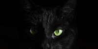 Imagem ilustrativa de um gato preto. O 'Guinness' não possui imagens de Blackie  Foto: Hannah Troupe/ Unsplash
