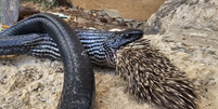 Cobra morre após tentar engolir porco-espinho em Israel  Foto: Aviad Bar/Nature and Parks Authority