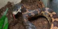 Cobra de duas cabeças é atração em zoológico no Texas  Foto: Reprodução/Cameron Park Zoo/Facebook