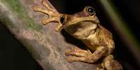 Investigações sobre a biodiversidade estão entre os principais temas de pesquisa na Amazônia  Foto: Getty Images / BBC News Brasil