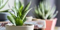 Decore seu lar com essas plantas -  Foto: Shutterstock / João Bidu
