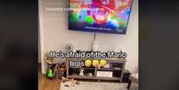 Cachorro se assusta ao ver vídeo de Mario Bros na TV  Foto: Reprodução/TikTok/Jefe_the_American_bully