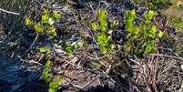 Chionanthus monteazulensis, a planta pertence à família Oleaceae, encontrada em Minas Gerais  Foto:  Acervo dos pesquisadores