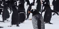 Pinguim preto raro é avistado na Antártida pela segunda vez  Foto: Divulgação/Rocio Nigro, Anahi M. Silvestro, Mariana Juares and Pamela Di Marco