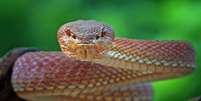 Sonhar com cobra pode ter vários significados - Shutterstock  Foto: Alto Astral