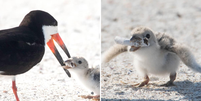 O cigarro pode ser um perigo para os pássaros e também para outros animais.  Foto: Karen Catbird / Facebook