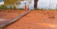 Sucuri-verde é flagrada entrando em rio de Goiás  Foto: Reprodução/Instagram