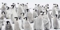 As penas dos filhotes de pinguins imperadores não são à prova d'água; eles precisam trocar de penas antes que o gelo se quebre  Foto: Getty Images / BBC News Brasil