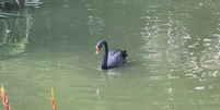 Cisne-negro é morto e furtado de parque no Rio de Janeiro  Foto: Reprodução/TV Globo