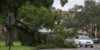 Um residente passa por uma árvore caída devido aos ventos fortes do furacão Idalia em Clearwater, Flórida  Foto: REUTERS/Adrees Latif/File Photo