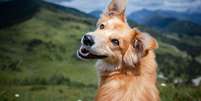 Saiba o que sonhar com cachorro significa - Shutterstock  Foto: Alto Astral