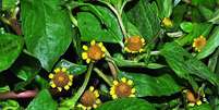 Jambu, uma planta amazônica que deixa a língua dormente  Foto: Reprodução BdF
