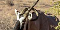 Antílope tem o pescoço perfurado pelo próprio chifre na África  Foto: Reprodução/LatestSightings