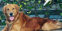 Churros, um cachorro da raça golden retriever de apenas 3 anos, foi morto a tiros no sábado, 9, em Guarapari, no Espírito Santo Foto: Reprodução/Redes Sociais 