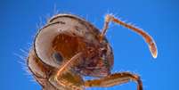 Nova espécie de formiga invasora chegou à Europa, segundo novo estudo  Foto: Insects Unlocked, CC0, Wikimedia Commons