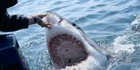 A hipótese é que esses tubarões estejam mordendo os fardos de cocaína, e abrindo essa droga na água  Foto: Alexis Rosenfeld/Getty Images