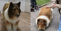 Cão "Toco", na verdade, é um humano  Foto: I want to be an animal