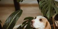 É importante escolher cuidadosamente as plantas, garantindo que sejam seguras para os cachorros  Foto: Ulrika Merk | Shutterstock / Portal EdiCase