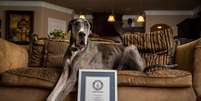 Zeus era considerado o cão macho mais alto do mundo pelo Guinness World Records  Foto: Divulgação/Guinness World Records