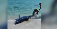 Tina Feuy e o marido Josh Fey encontraram tubarão encalhado em praia dos EUA  Foto: Reprodução/Redes Sociais 