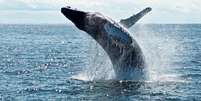 Homem morre após baleia colidir com barco na Austrália  Foto: Todd Cravens/Unsplash