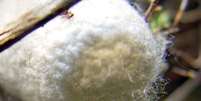 Vermes mutantes foram projetados com genes de aranha  Foto: Gerd A.T. Müller/Wikimedia Commons/Creative Commons Attribution-Share Alike 3.0 Unported