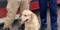 Cão de buscas Thayron morre no RS  Foto: Reprodução/Instagram/@cbmrsoficial / Estadão
