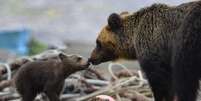 Ursos estão morrendo de fome no Japão por falta de salmão nos rios  Foto: Reprodução/The Guardian