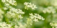 Use também a poderosa erva em simpatias -  Foto: Shutterstock / João Bidu
