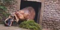 Hipopótamo ataca cuidador em zoológico da China   Foto: Reprodução/Redes Sociais 